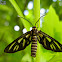 Wasp Moth