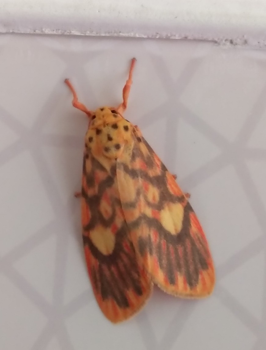 Moth