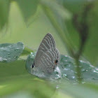 Common Cerulean