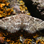 Yellow-spotted Webworm - 5176