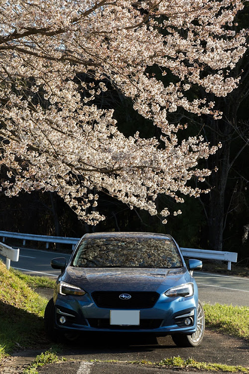 インプレッサ スポーツの桜とコラボ・桜と愛車に関するカスタム事例の投稿画像2枚目