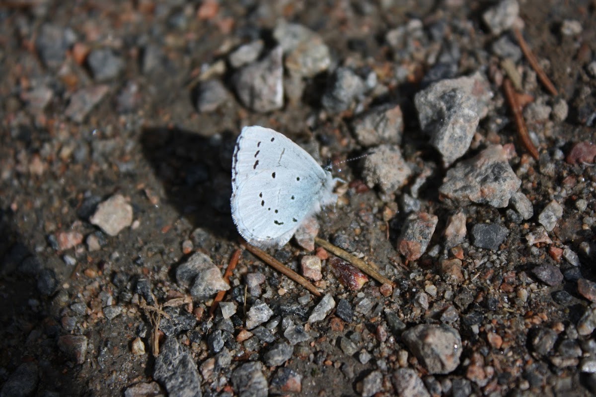 Holly Blue