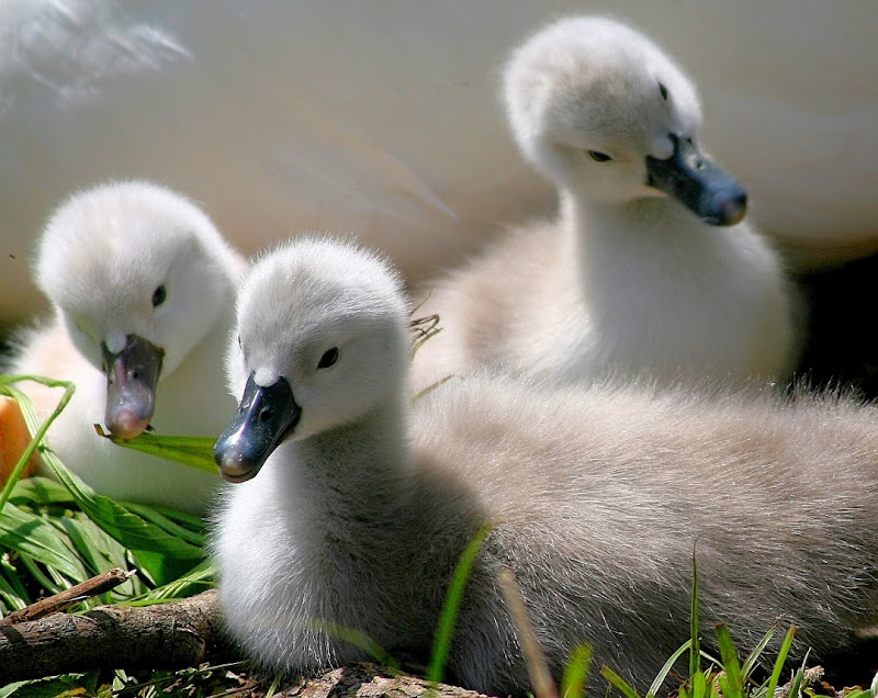 Cuccioli che passione!!!!!  di singi72