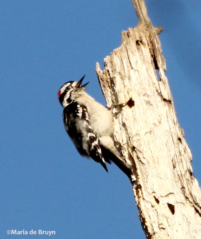 Downy woodpecker