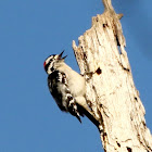 Downy woodpecker