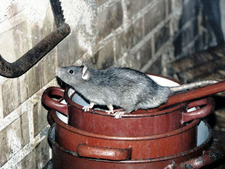 The rodent-associated Hantavirus is creating worldwide panic.