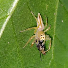 Two-striped jumper