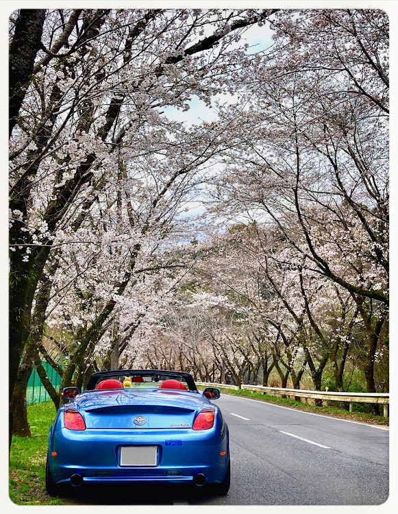 ソアラの南房総・桜・R465・佐久間ダム・アカデミアパークに関するカスタム事例の投稿画像12枚目