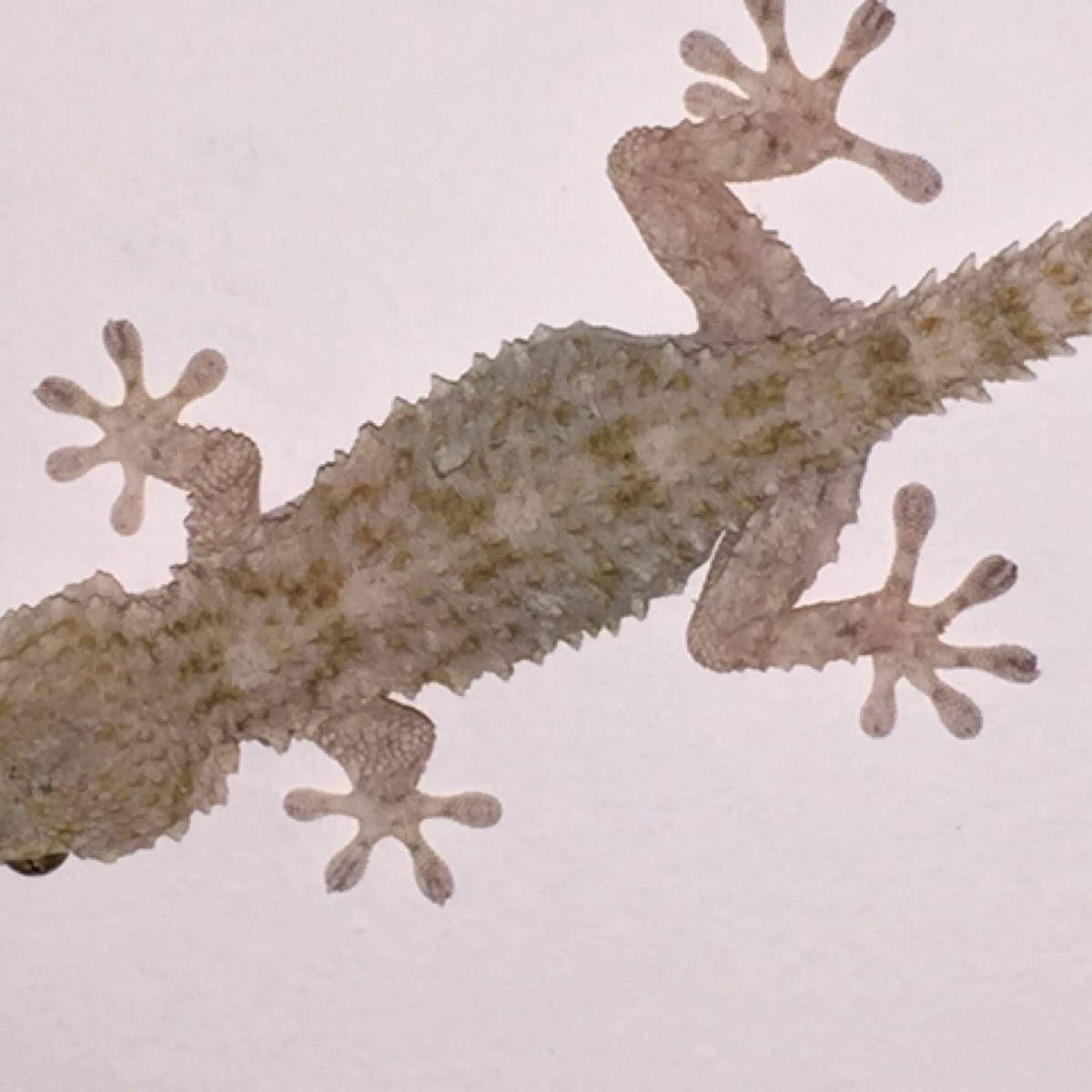 Moorish wall gecko