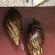 Giant African Land Snail (juv)