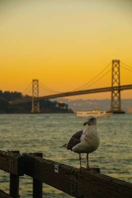 San Francisco e il gabbiano. di emanuelebessone