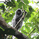 Silvered Leaf Monkey