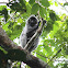 Silvered Leaf Monkey