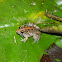 Asian Grass Frog