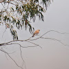 Lesser kestrel