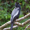 Anhinga