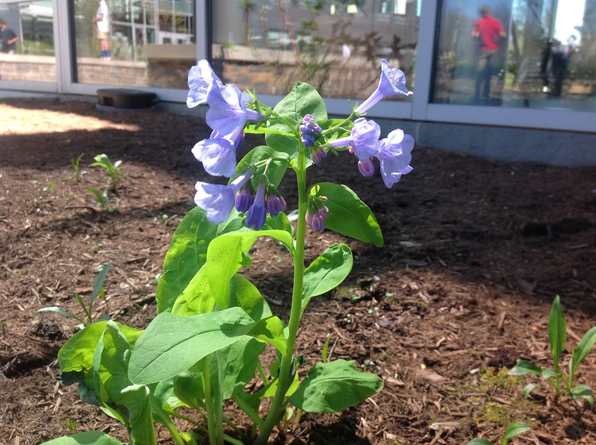 Flower With Purple Pedals