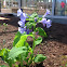 Flower With Purple Pedals