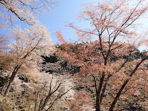 奥千本の桜３