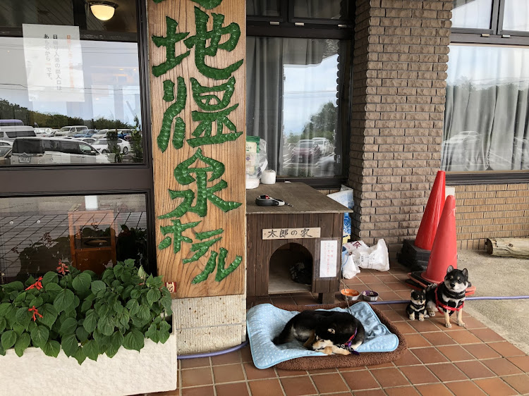 アテンザの温泉ドライブ・野地温泉・やる気の無いワンコに関するカスタム事例の投稿画像3枚目