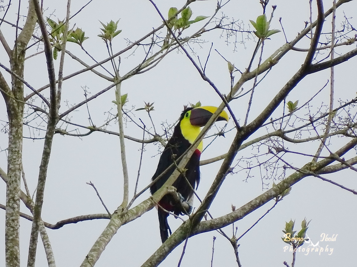 Chestnut-mandibled toucan