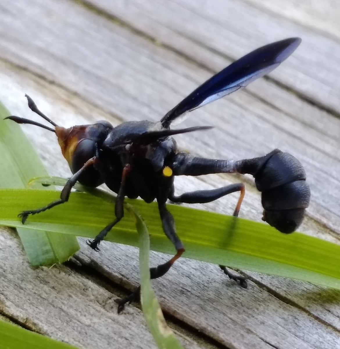 Thick-headed Fly