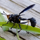 Thick-headed Fly