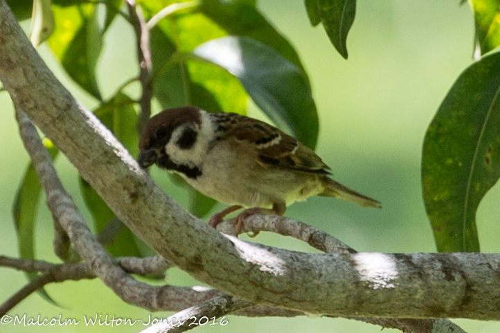 Tree Sparrow