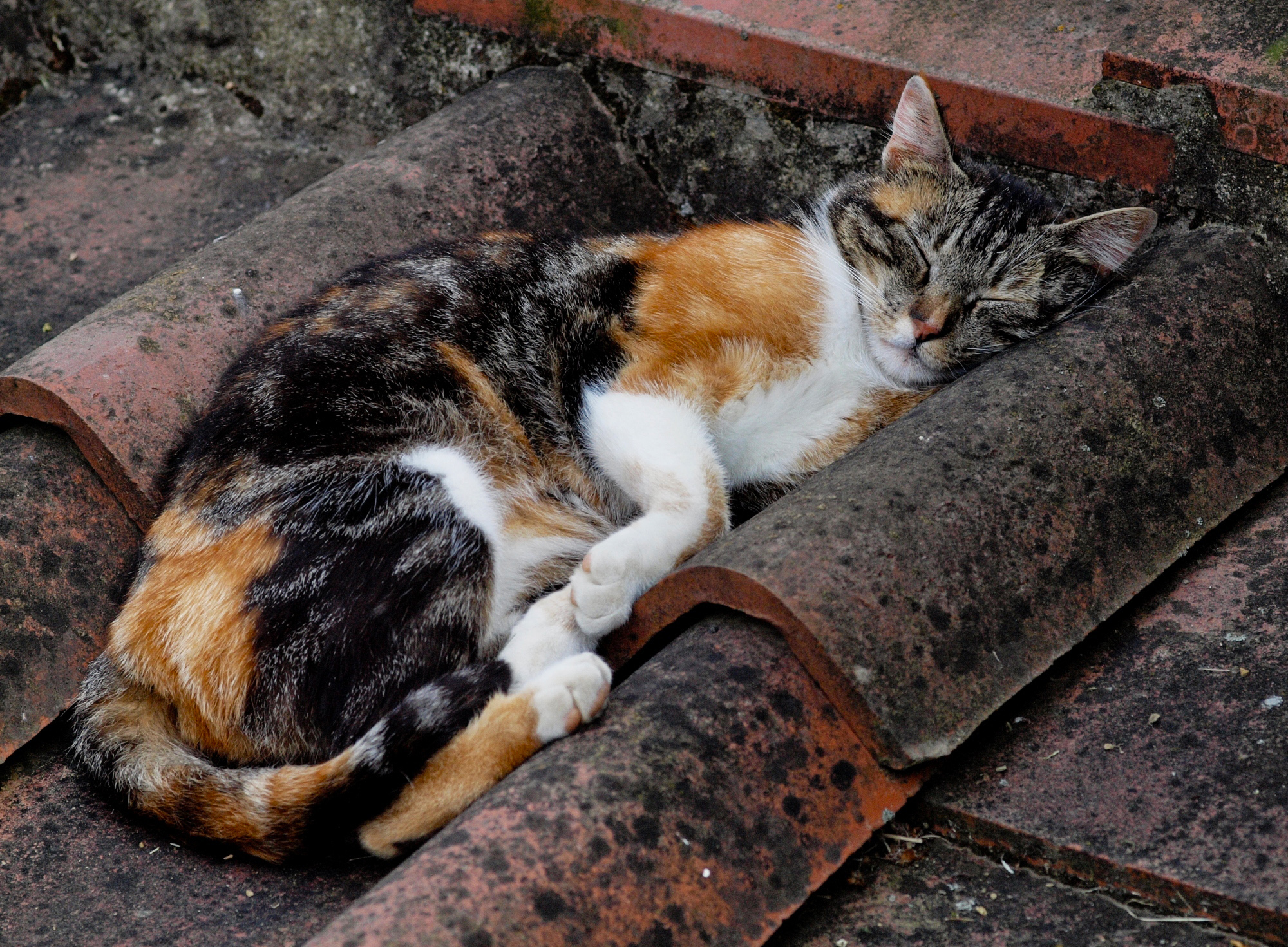 La siesta (sul tetto) di Patrix