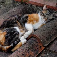 La siesta (sul tetto) di 