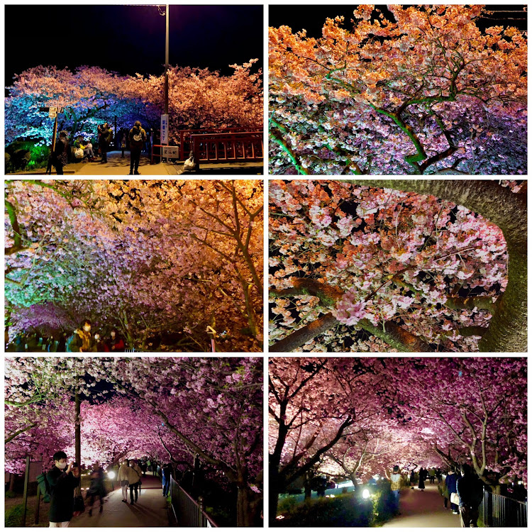 レジェンドのKAドライブ・小室山＆大室山・河津桜ライトアップ・さあ、行こうか！・蓮の花に関するカスタム事例の投稿画像17枚目