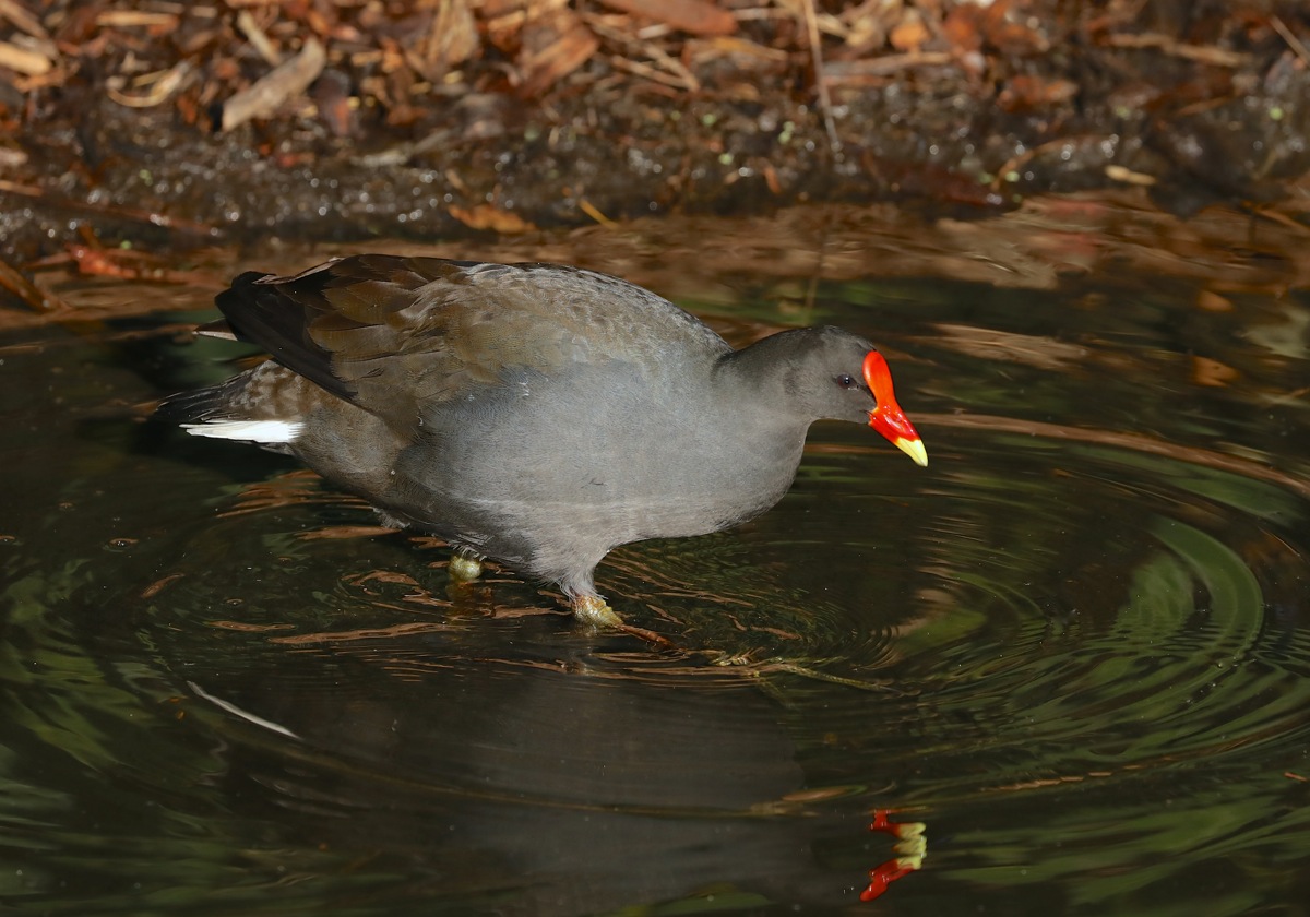 Dusky Moorhen