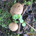 Common Earthball