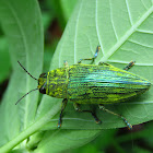 Metallic Wood-Boring Beetle