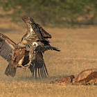 Himalayan Griffon