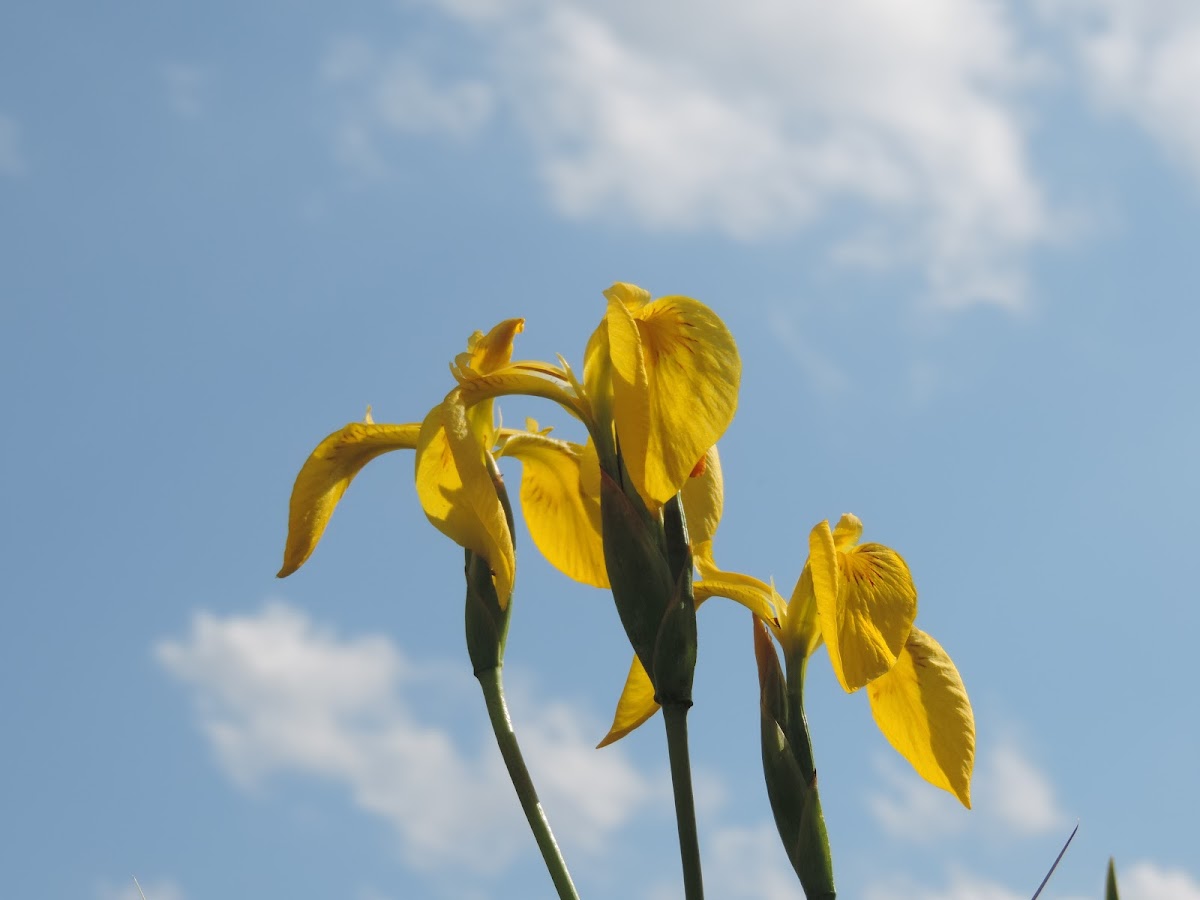 Yellow waterflag