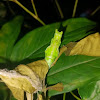 Common Mormon Chrysalis