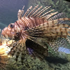 Indo-pacific Red Lionfish