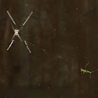 Signature Spider with Prey