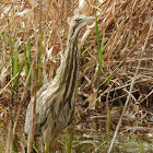 American Bittern