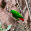 Blue-crowned Hanging Parrot