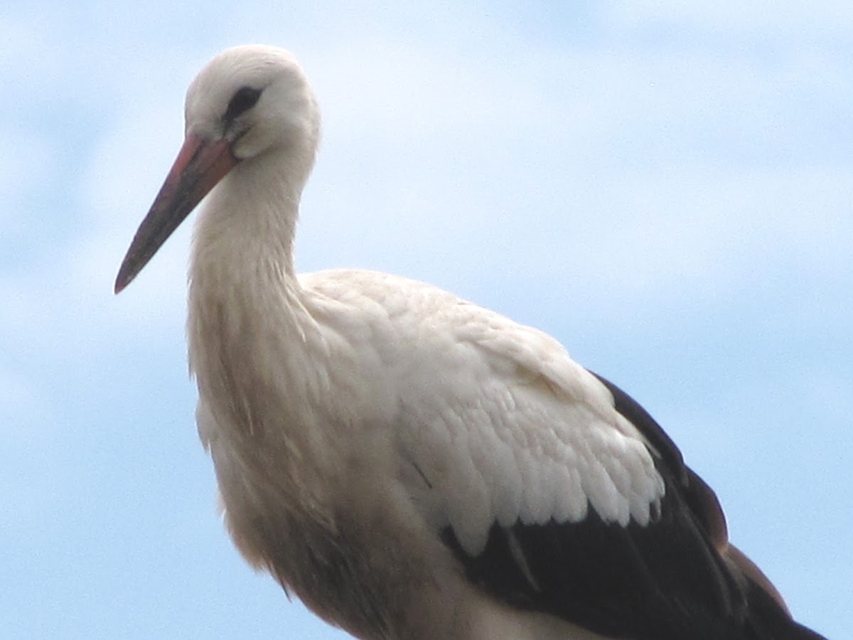 White Stork