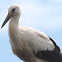 White Stork