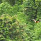 Lesser Whistling Duck