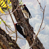 Acorn woodpeckers