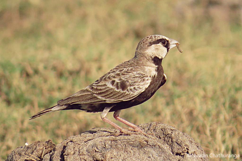 Ashy-crowned sparrow-lark