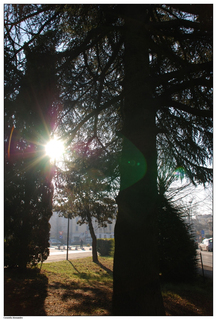 Luce tra gli Alberi di nonno