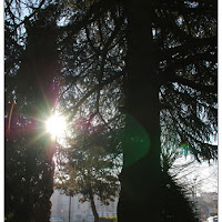 Luce tra gli Alberi di 