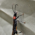 Long-horned Beetle