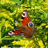 Peacock Butterfly